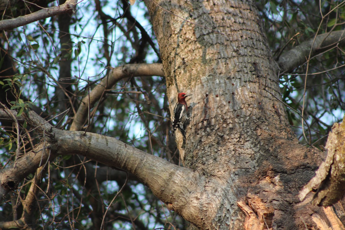 Red-breasted Sapsucker - ML519732231