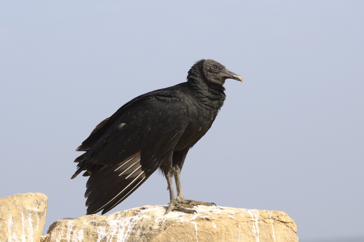 Black Vulture - Severin Uebbing
