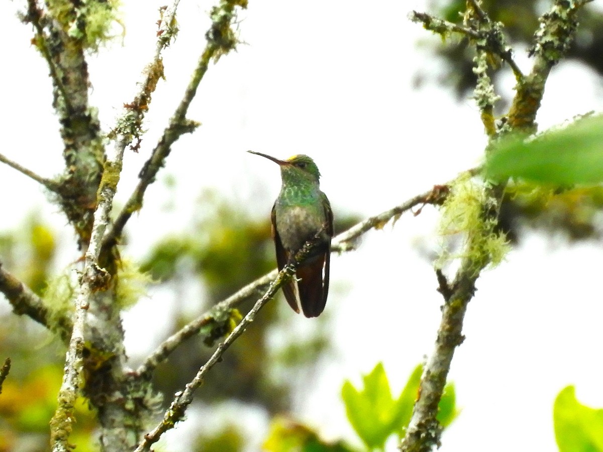 kolibřík modroprsý - ML519736081