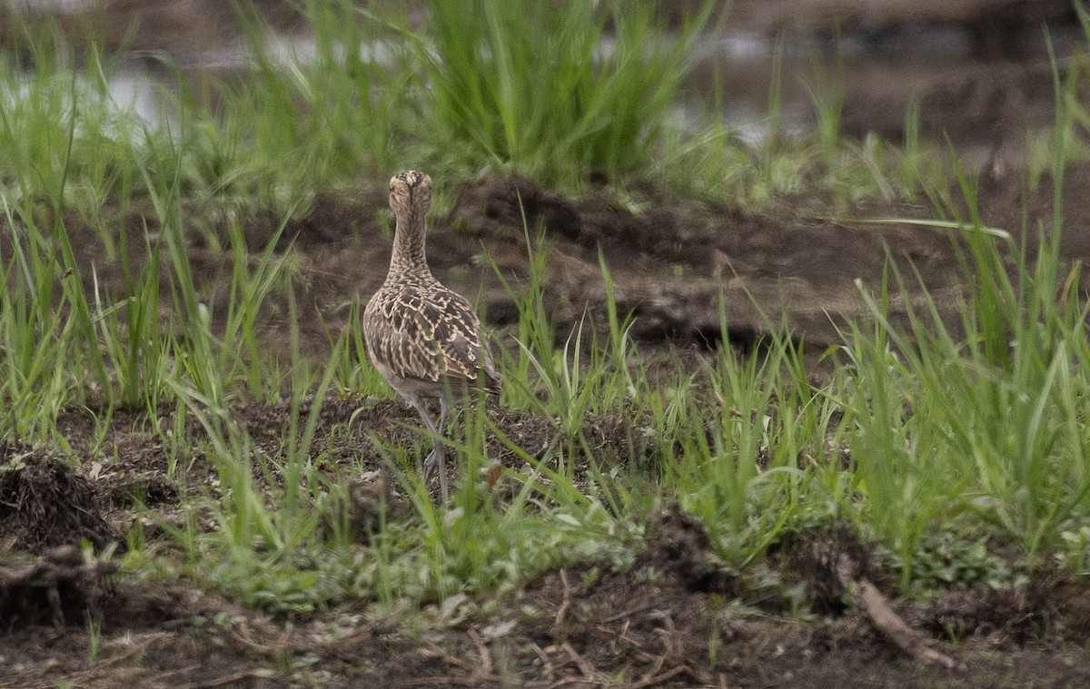 Little Curlew - ML519736101