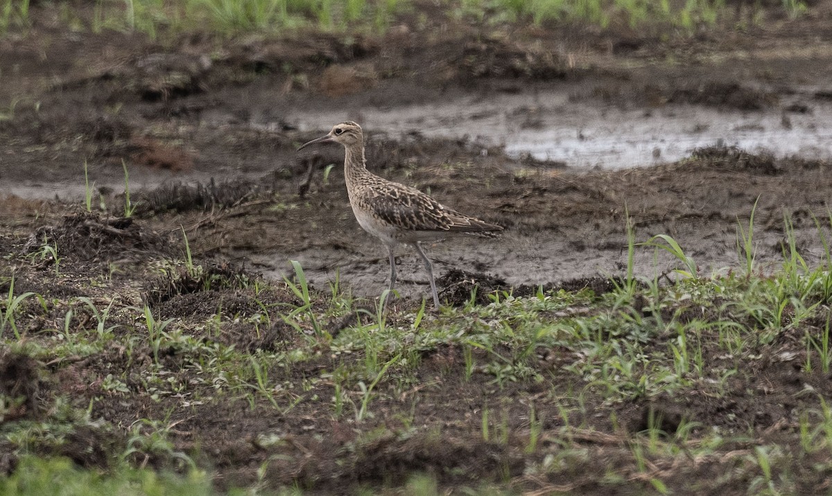 Little Curlew - ML519736111