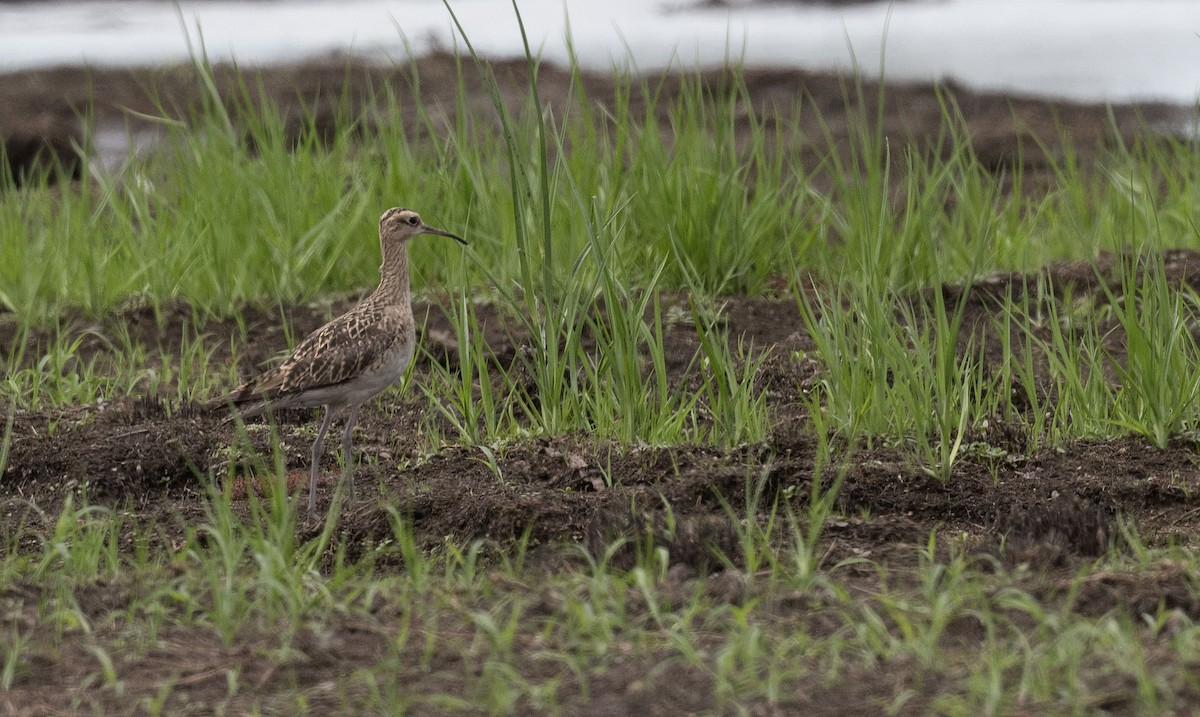 Little Curlew - ML519736121