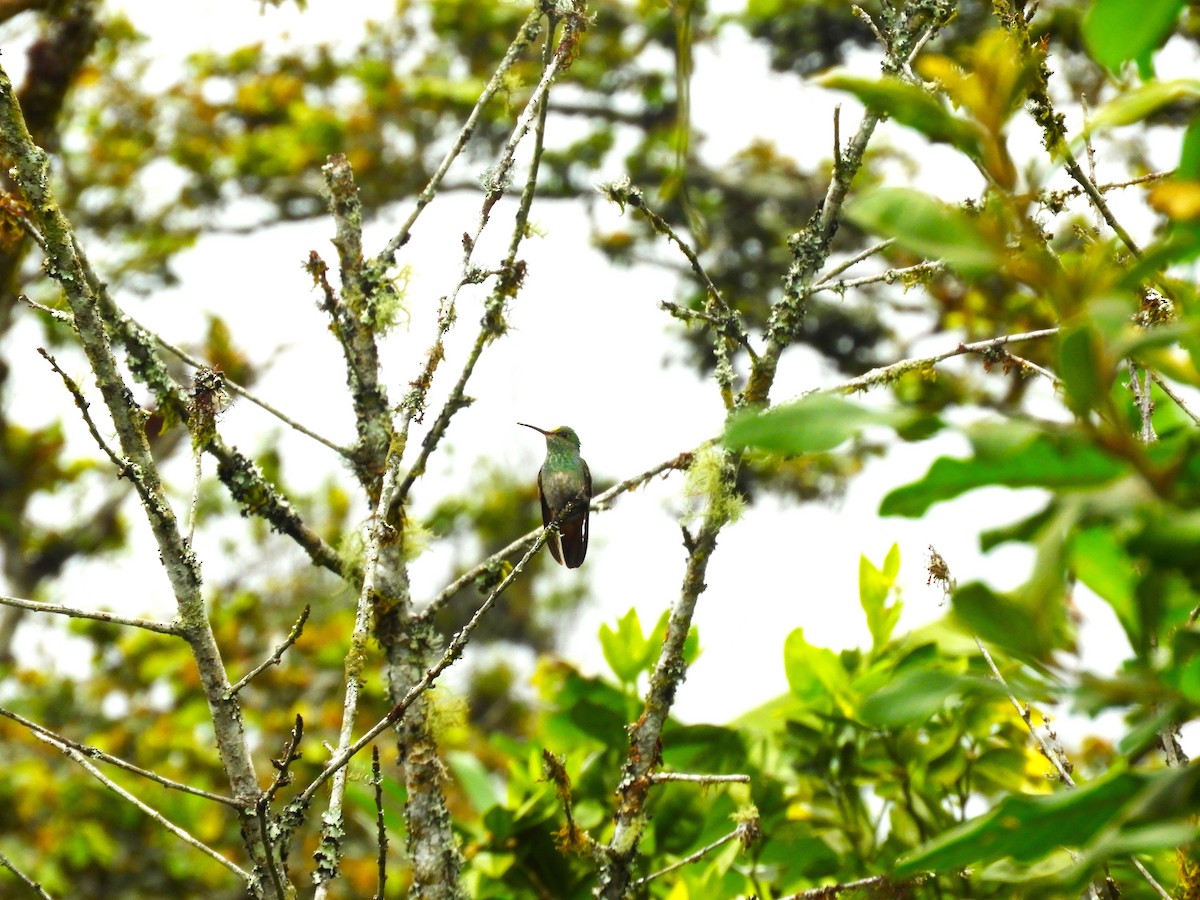 Blue-chested Hummingbird - Maria Corriols