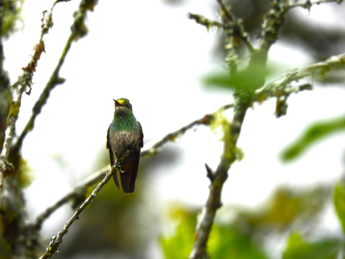 kolibřík modroprsý - ML519736241