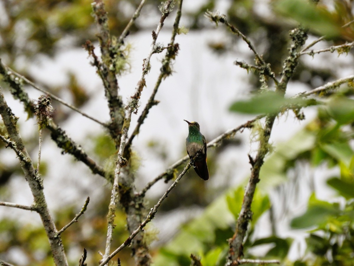 Blue-chested Hummingbird - ML519736291