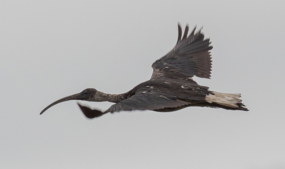 ibis slámokrký - ML519736341