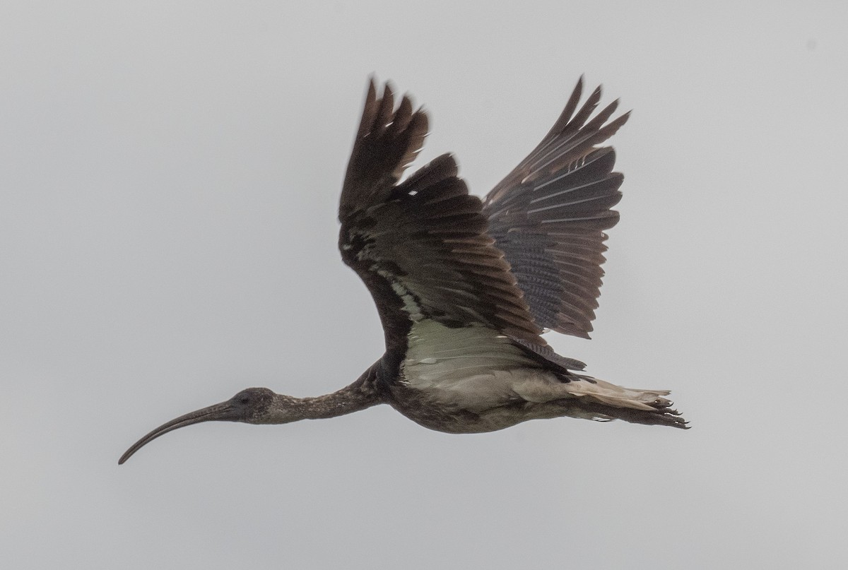 ibis slámokrký - ML519736351