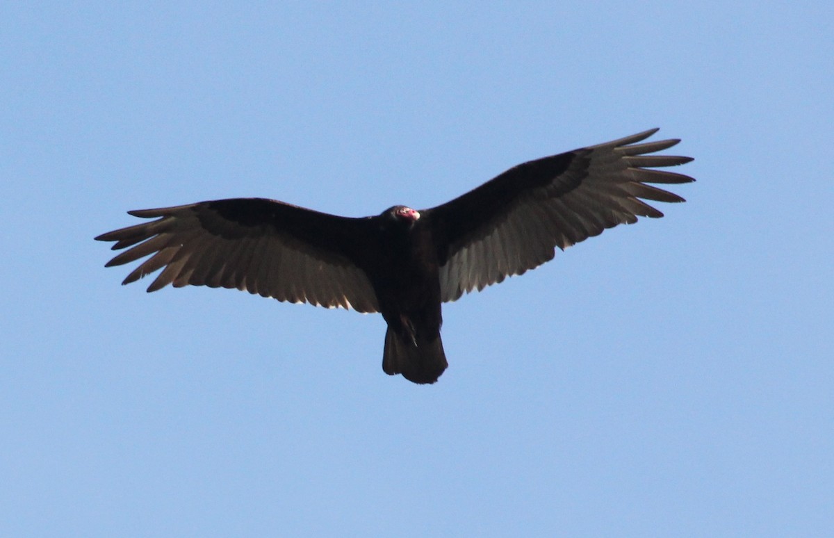 Turkey Vulture - John Koon