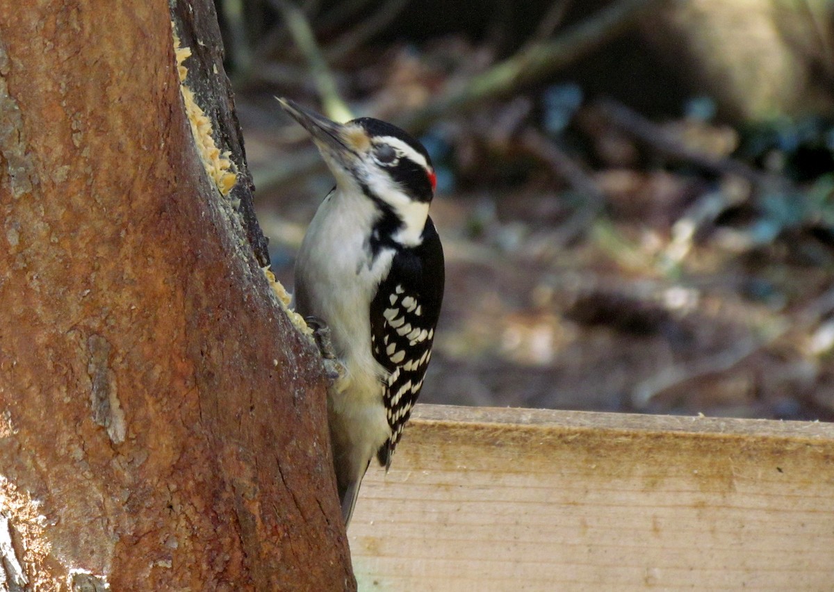 Hairy Woodpecker - Patricia and Richard Williams