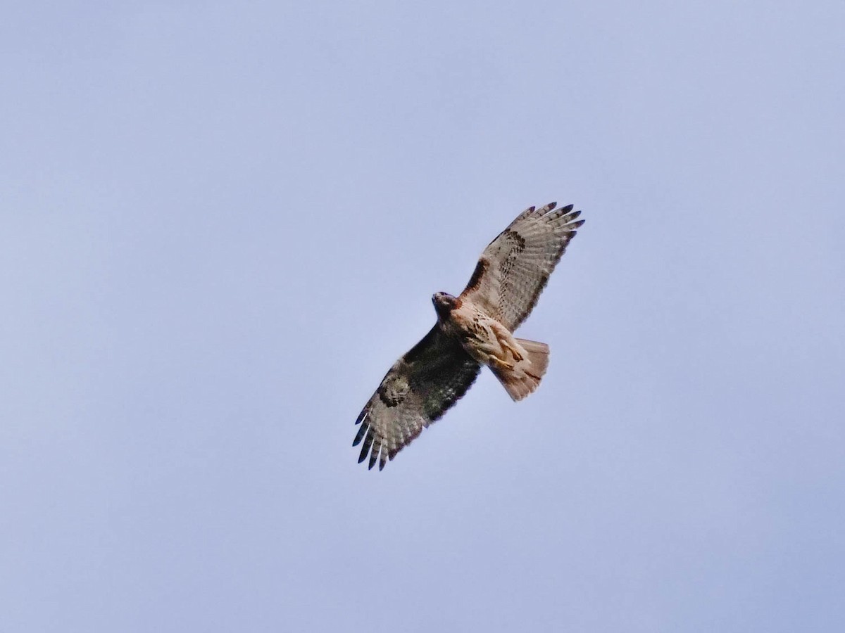 Red-tailed Hawk - ML519739511