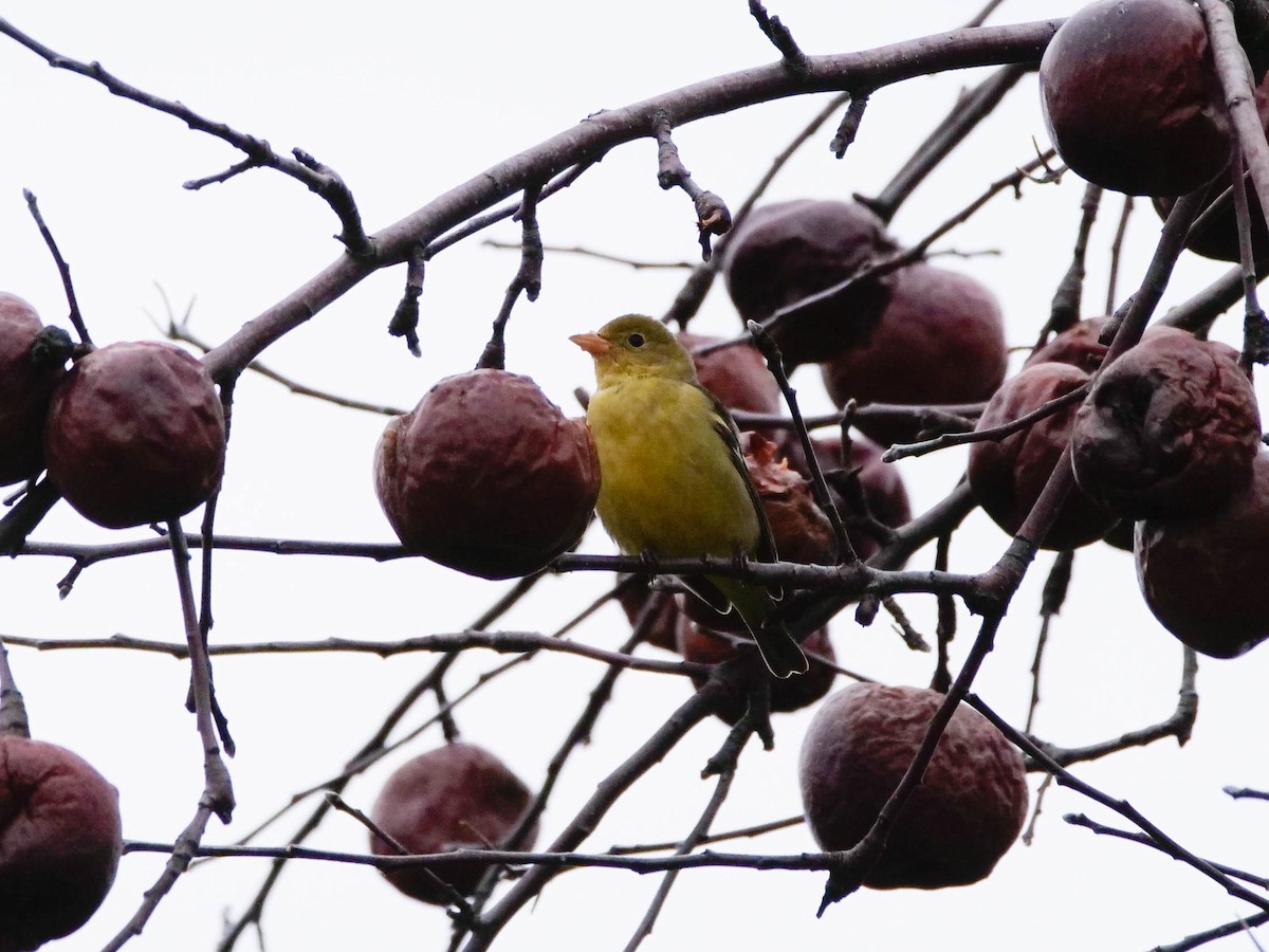 Western Tanager - ML519739961