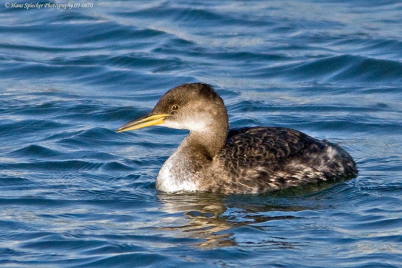 Red-necked Grebe - ML51974031