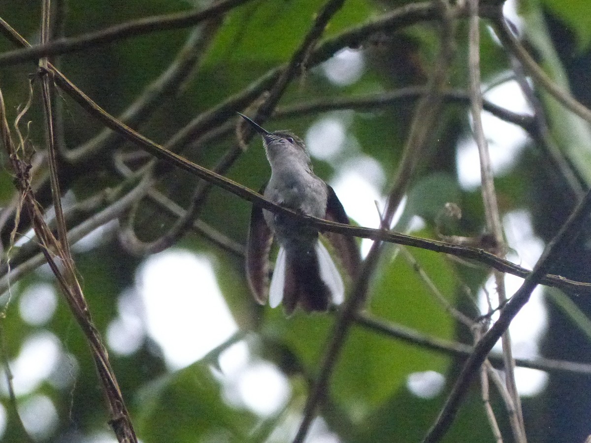 Black-bellied Hummingbird - ML519741351