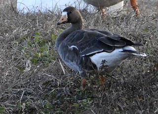 Greater White-fronted Goose, ML519744201