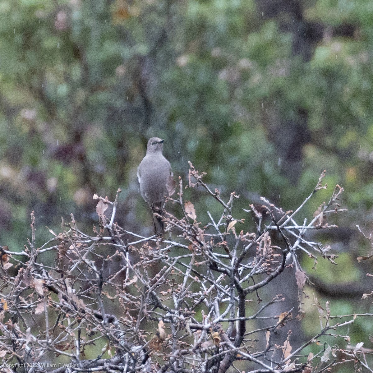 Townsend's Solitaire - ML519747081