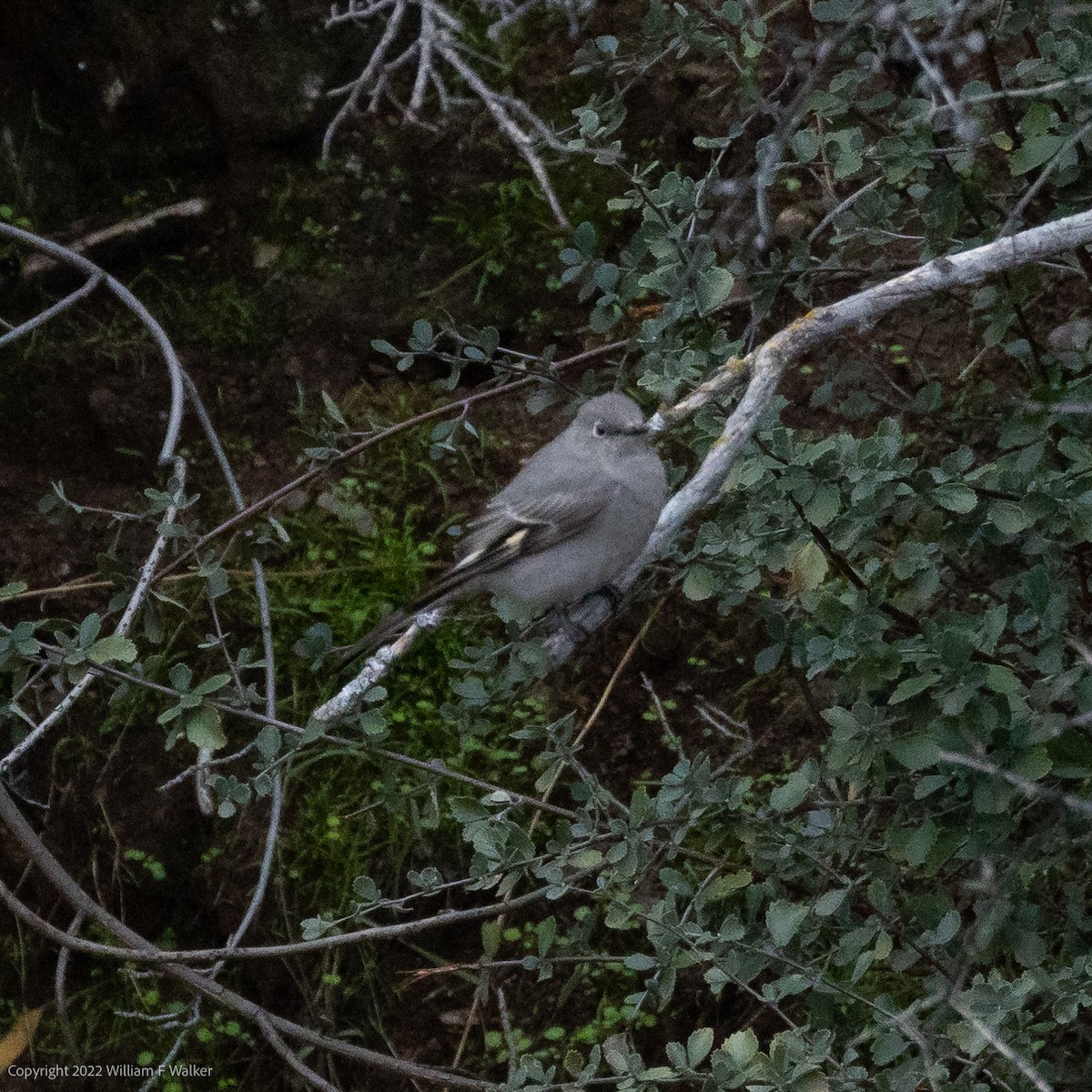 Townsend's Solitaire - ML519747091