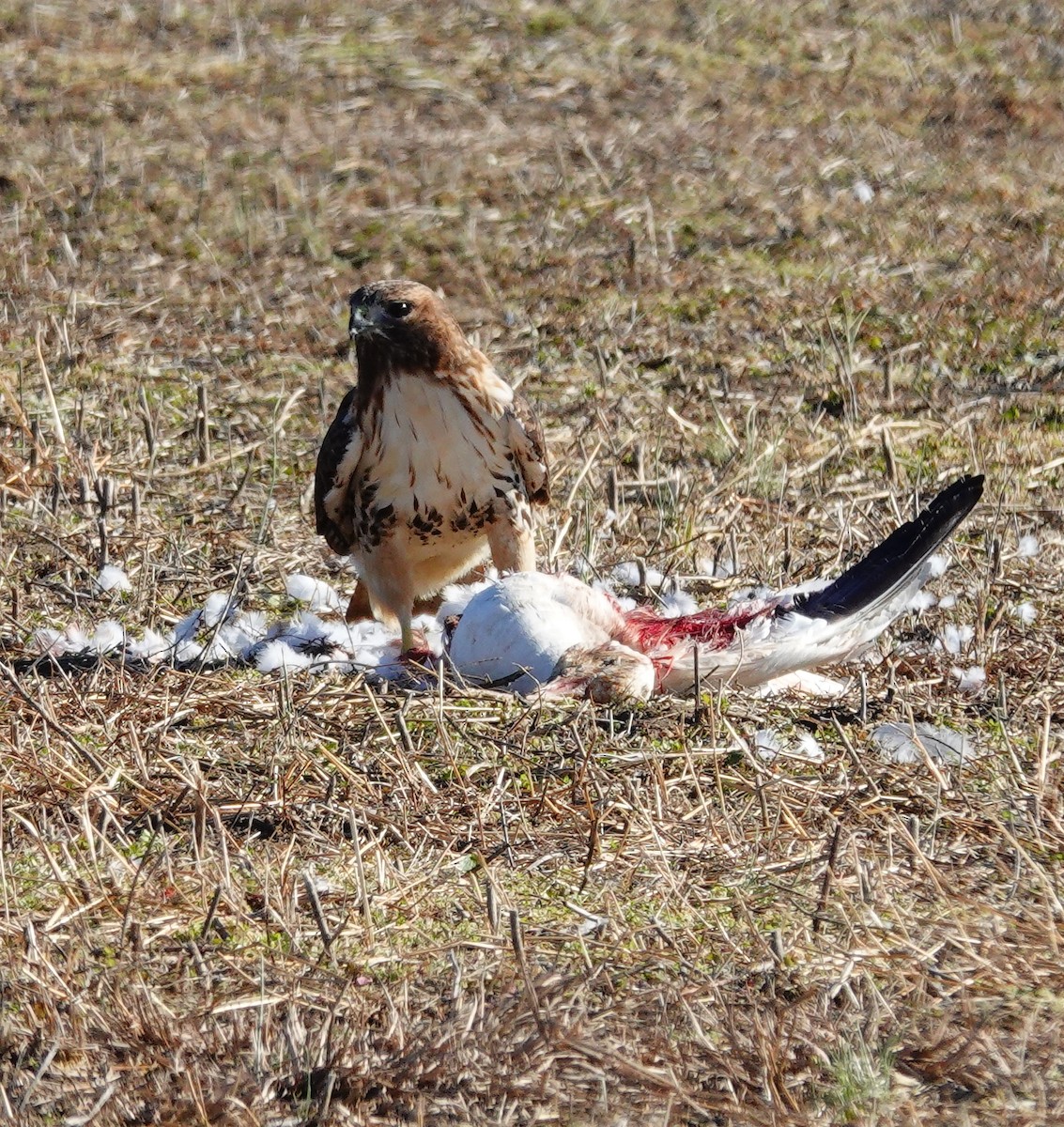 Red-tailed Hawk - ML519749141