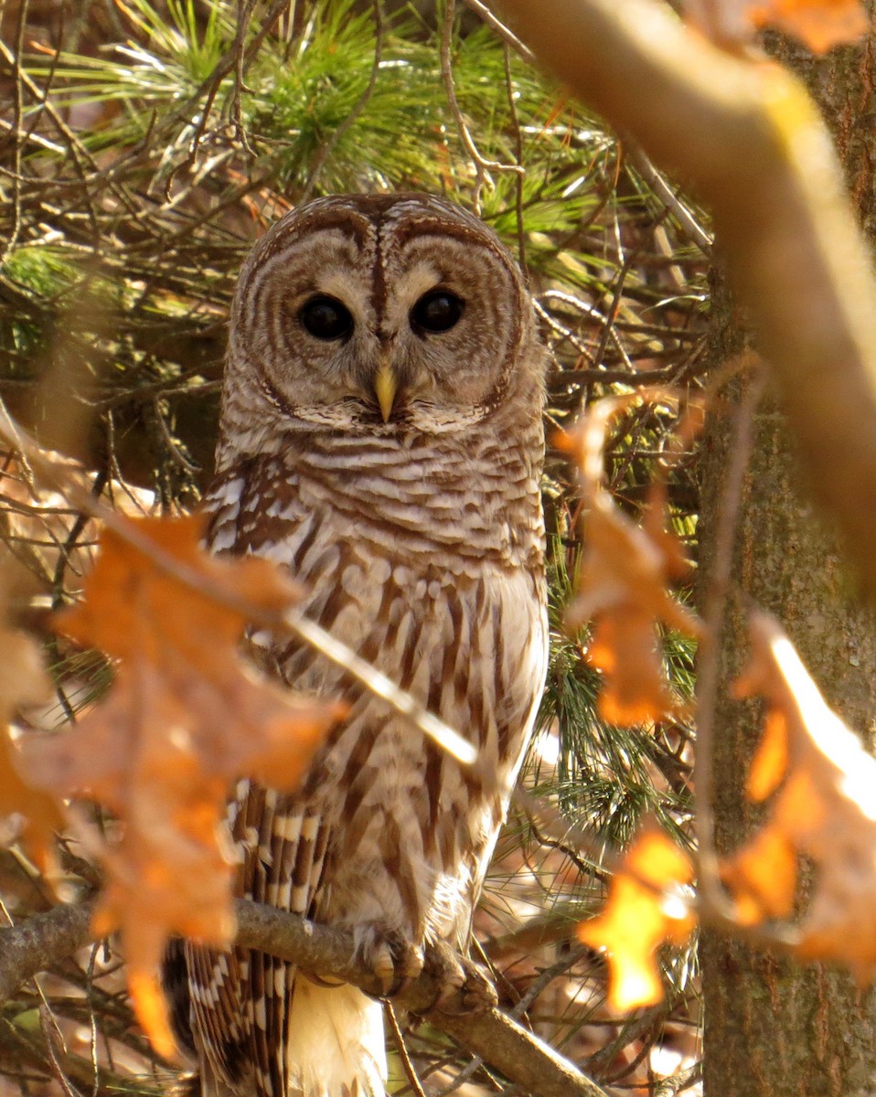 Barred Owl - ML51974941