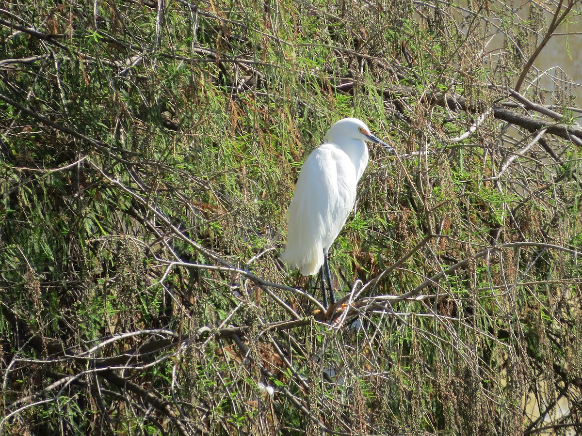 Snowy Egret - Dallas Levey