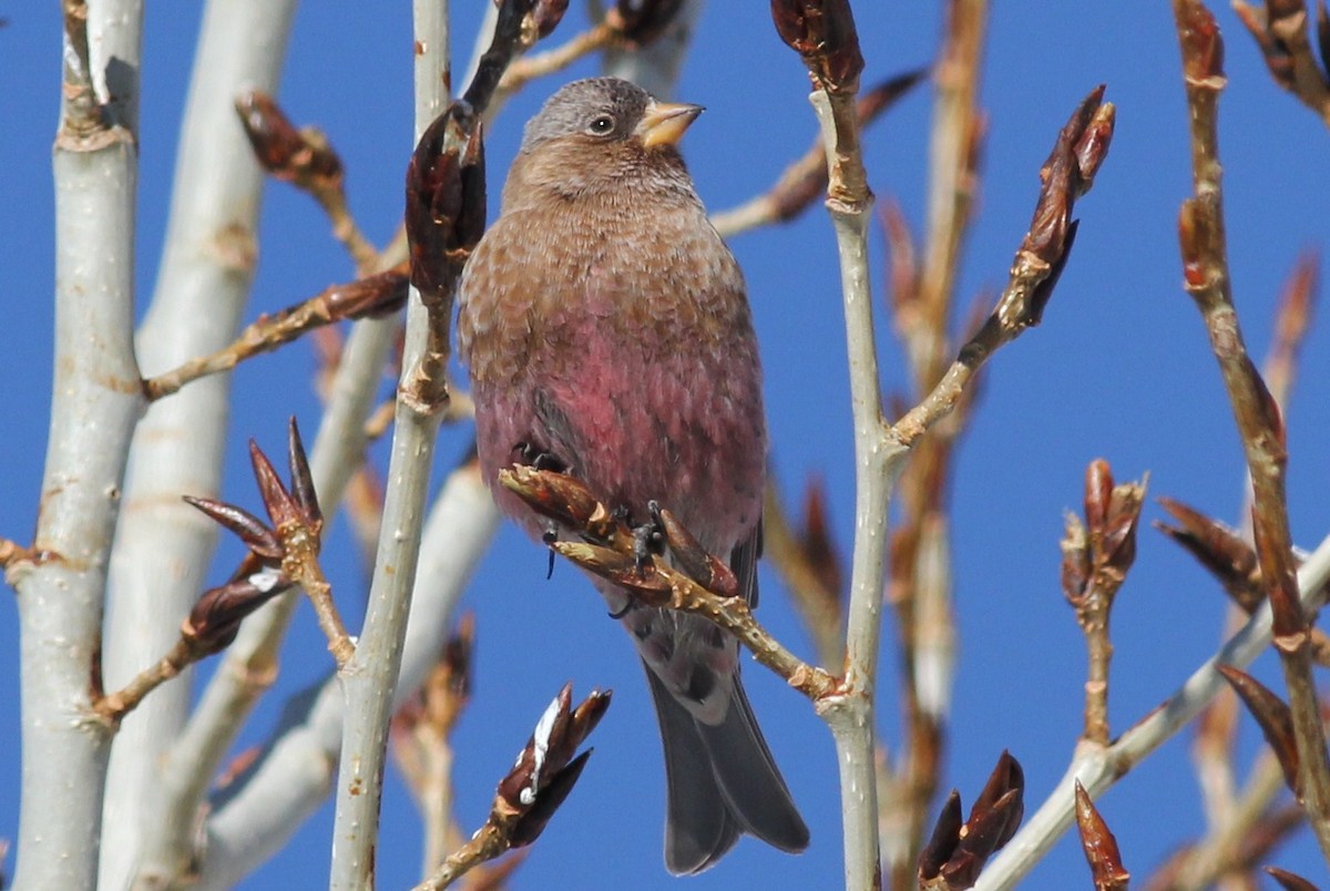 Brown-capped Rosy-Finch - ML51976711