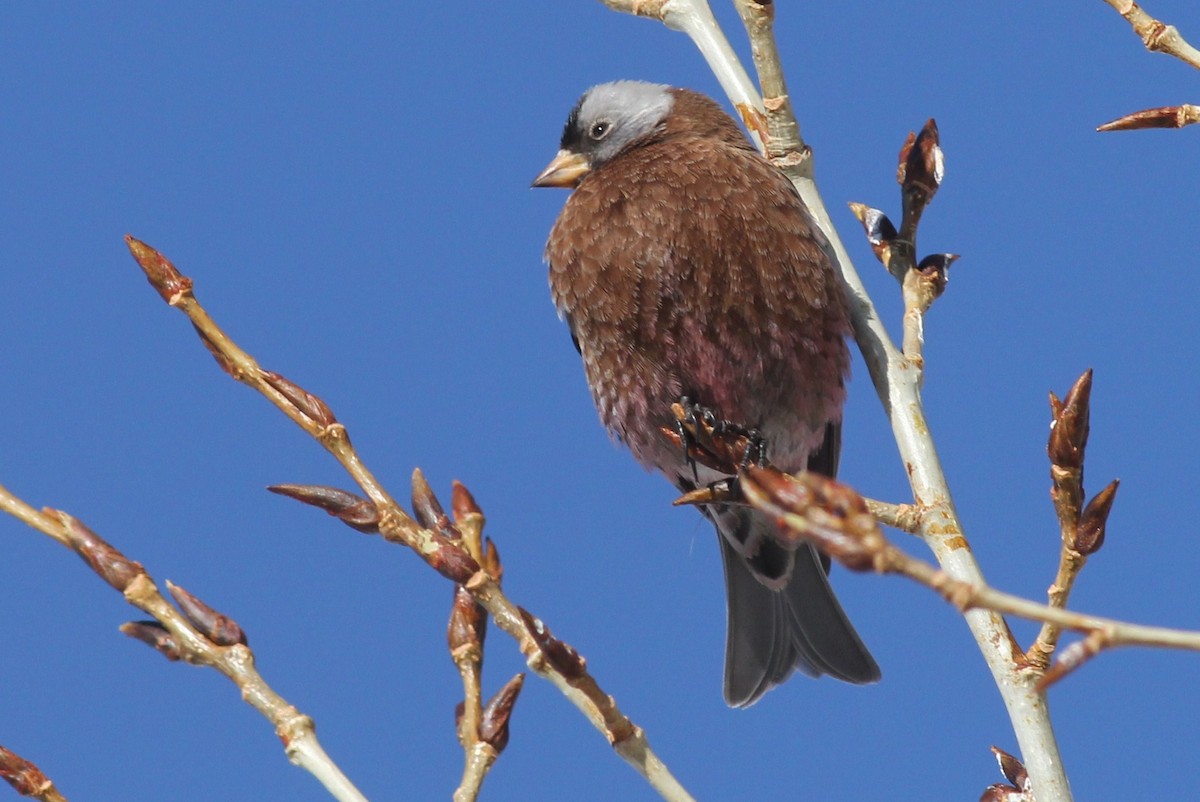 Gray-crowned Rosy-Finch - ML51976991