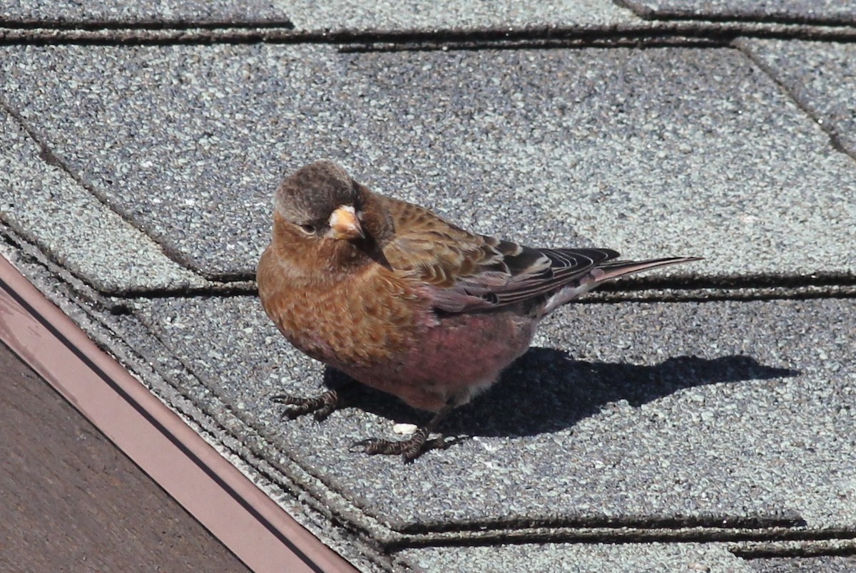 Brown-capped Rosy-Finch - ML51977751