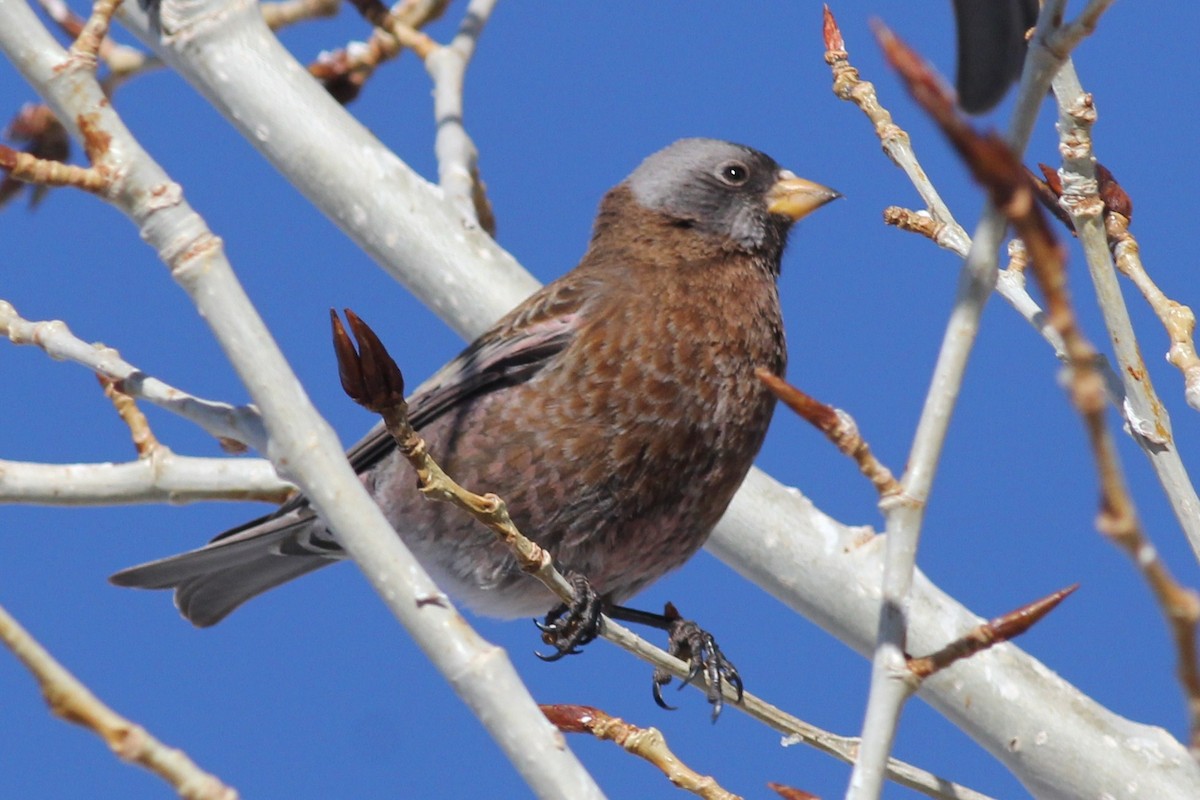 Gray-crowned Rosy-Finch - ML51977911