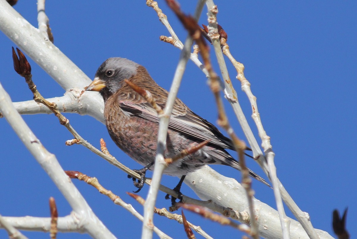Gray-crowned Rosy-Finch - ML51977921