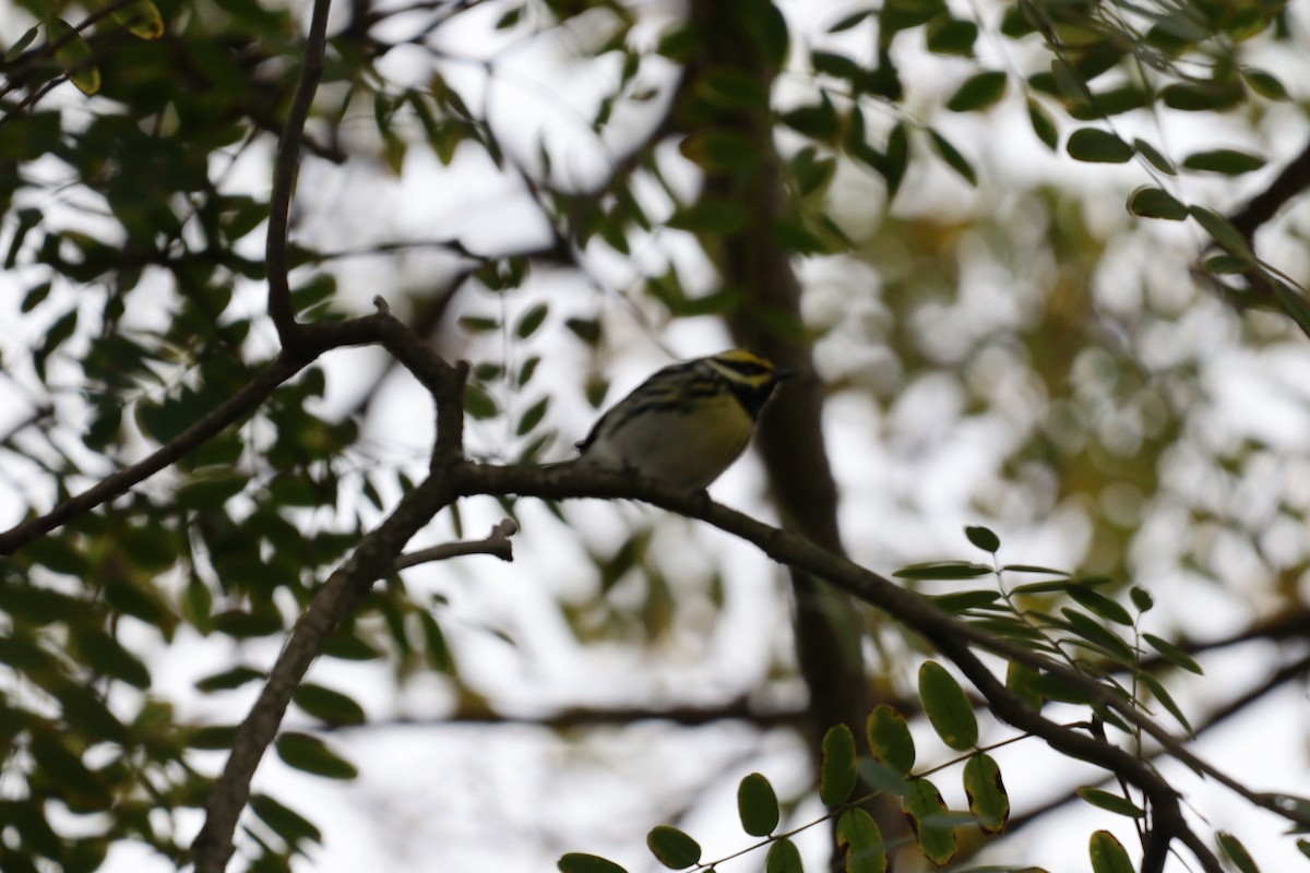 Black-throated Gray x Townsend's Warbler (hybrid) - ML519781991