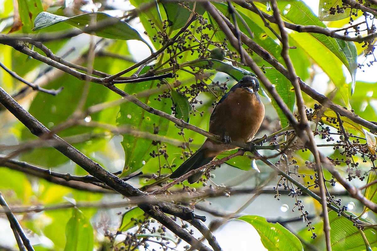 Rufous-crested Tanager - ML519787141
