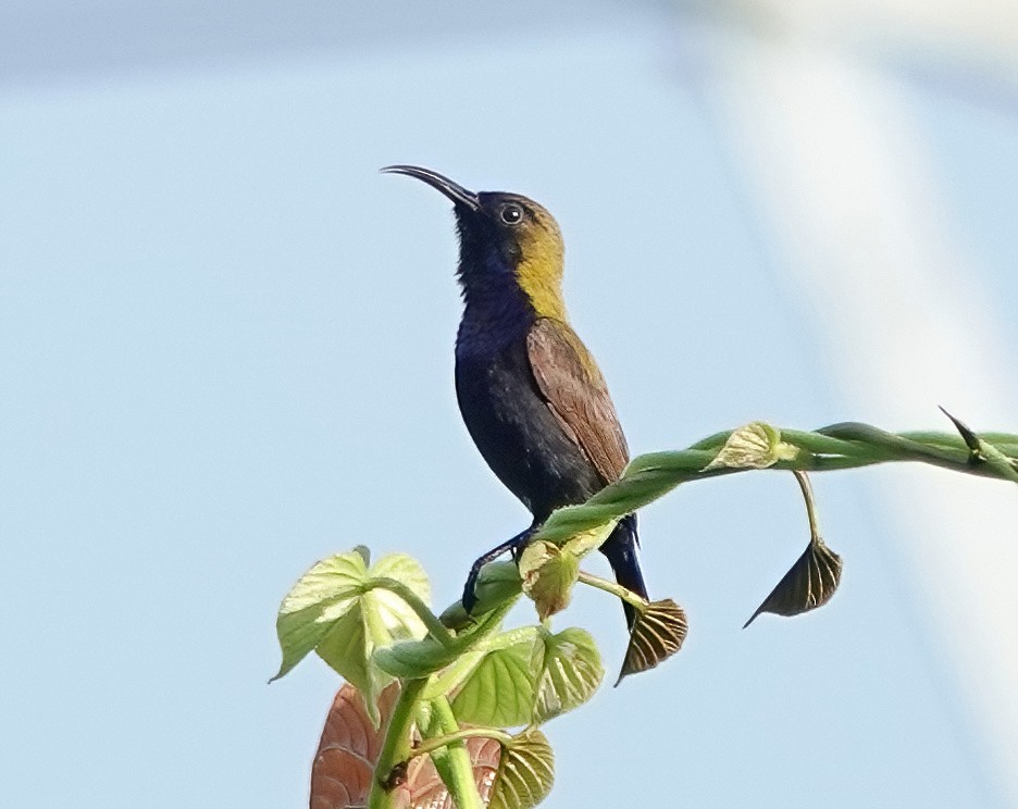 South Moluccan Sunbird - Noreen Rudd