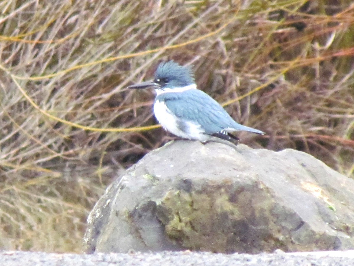 Belted Kingfisher - ML519790911