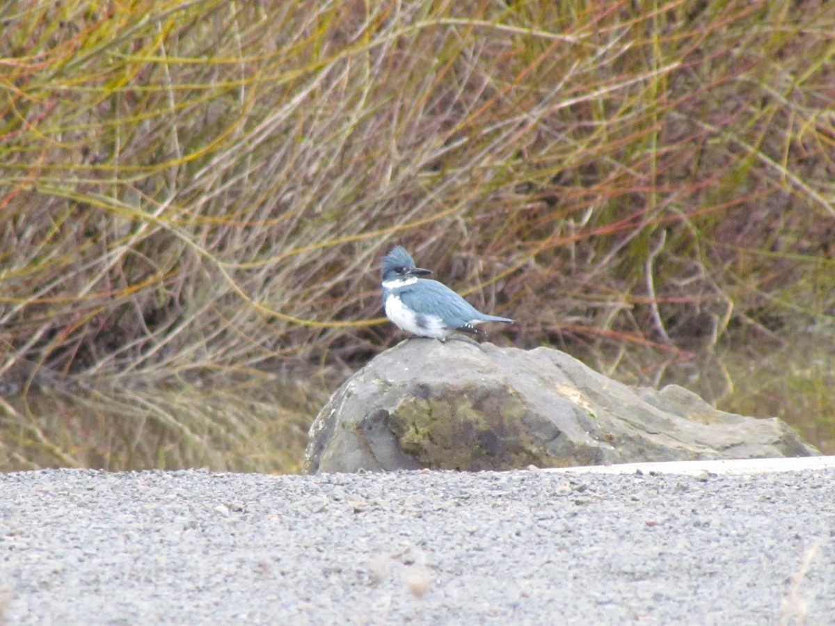 Belted Kingfisher - ML519790921