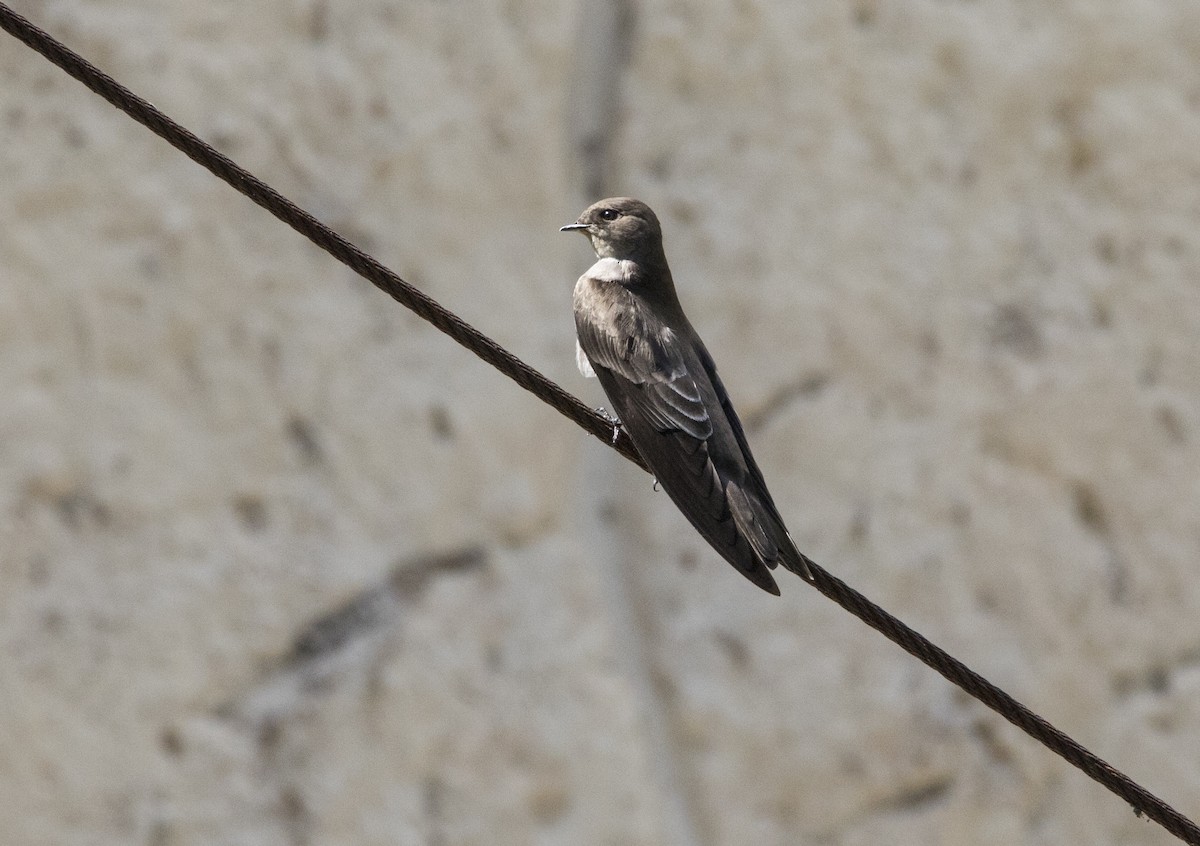 Northern Rough-winged Swallow - Nazes Afroz