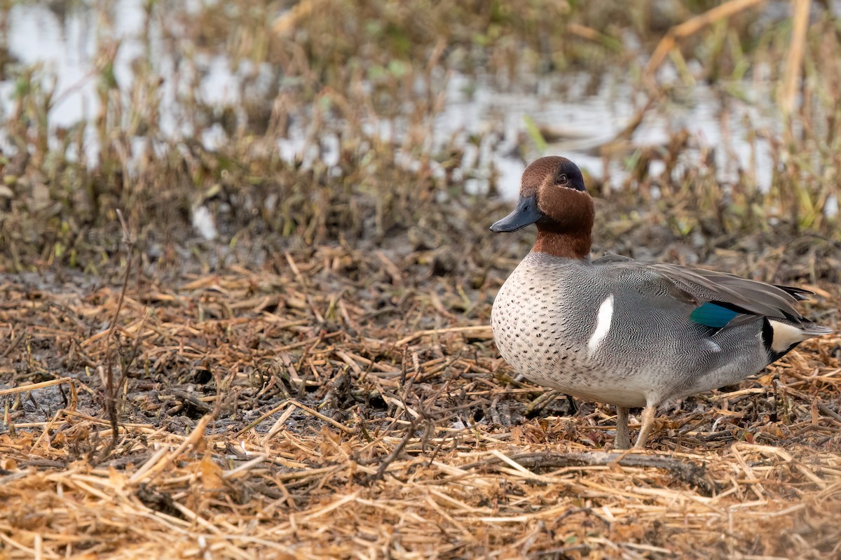 Green-winged Teal - ML519798651