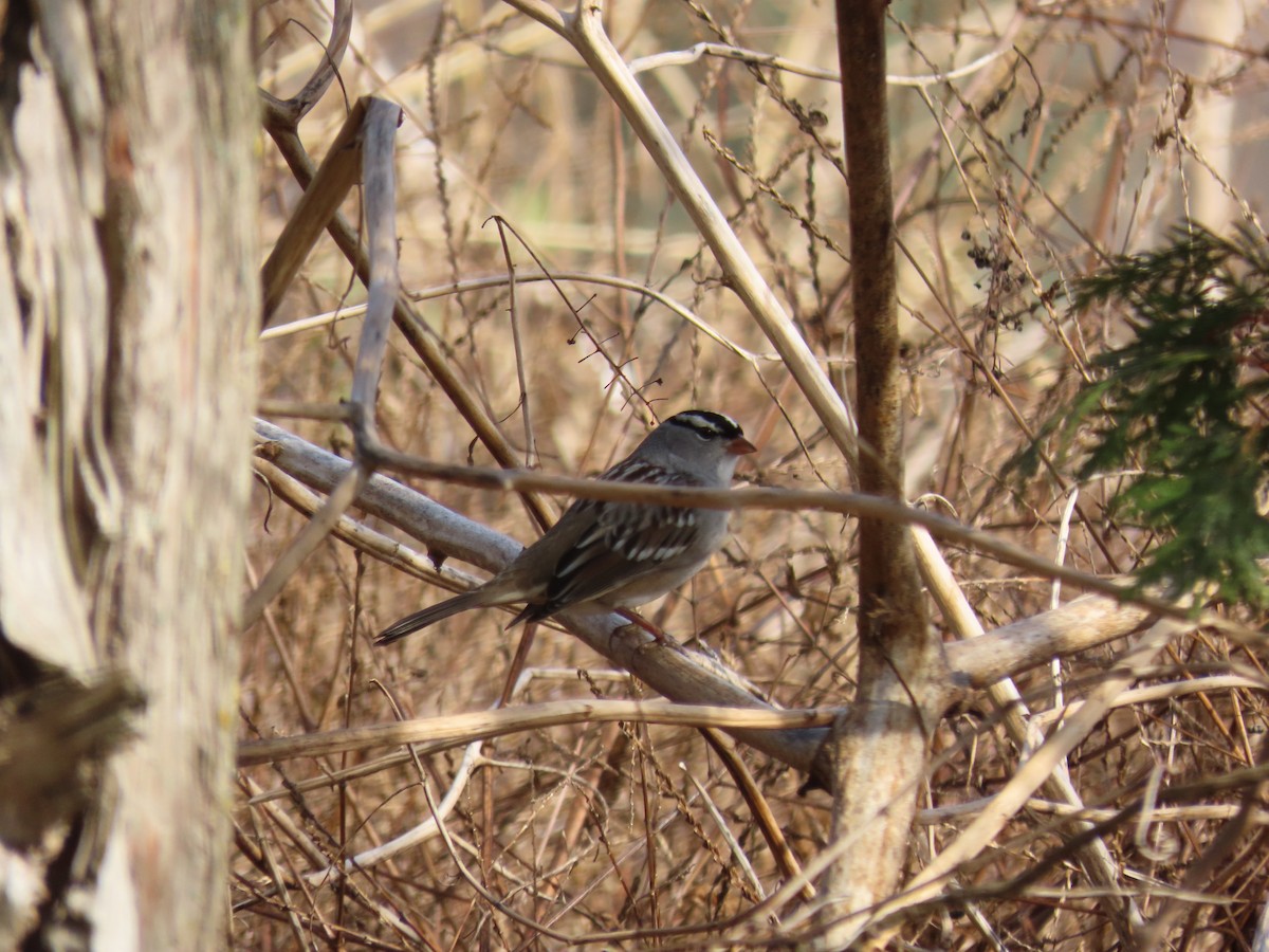 White-crowned Sparrow - ML519799151
