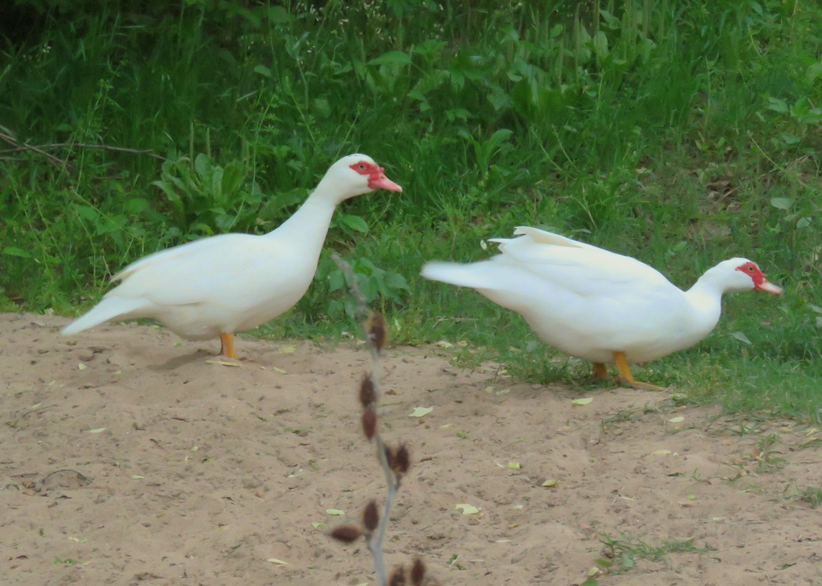 Muscovy Duck (Domestic type) - ML51980061