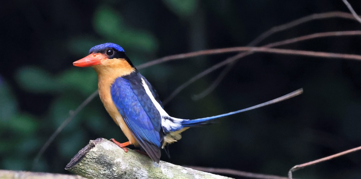 Buff-breasted Paradise-Kingfisher - ML519802621