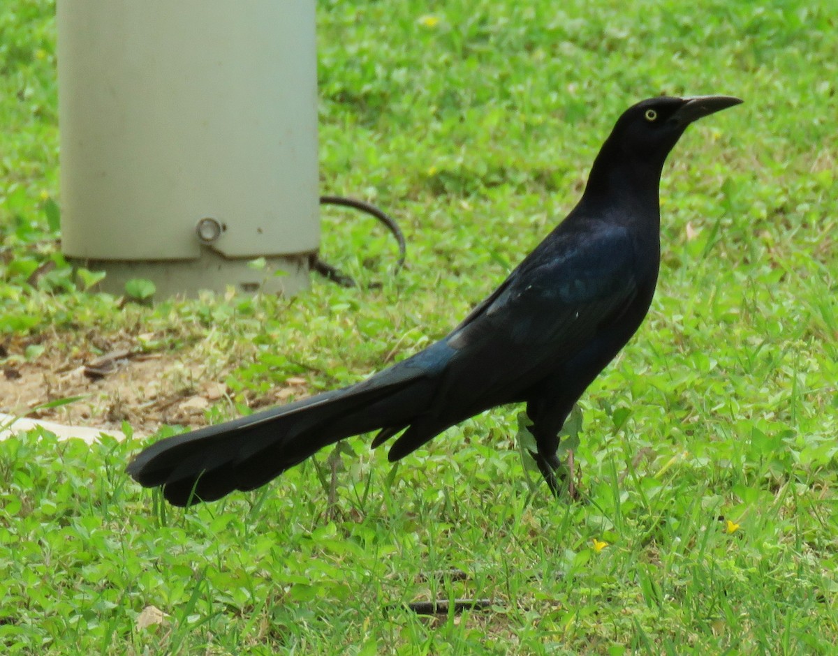 Great-tailed Grackle - ML51980271