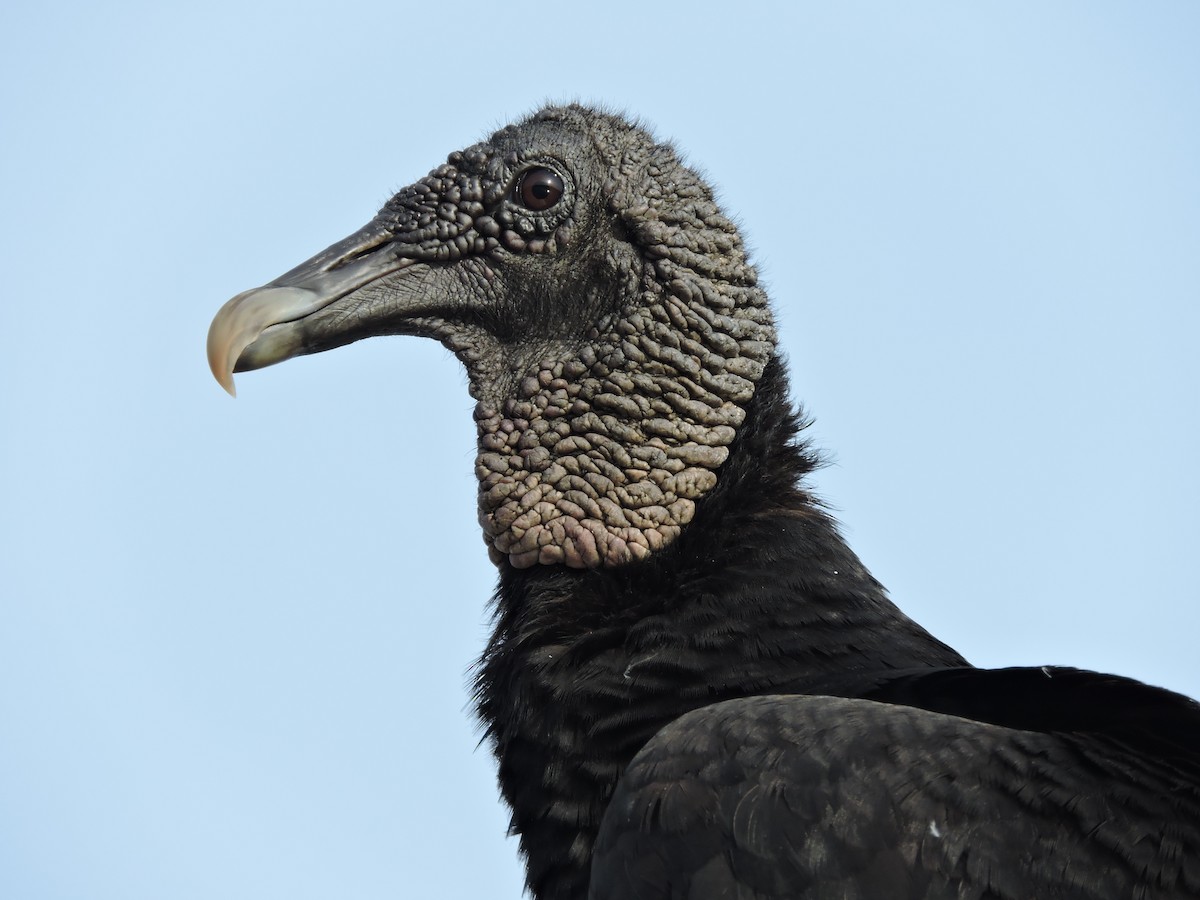 Black Vulture - Peter Olsoy