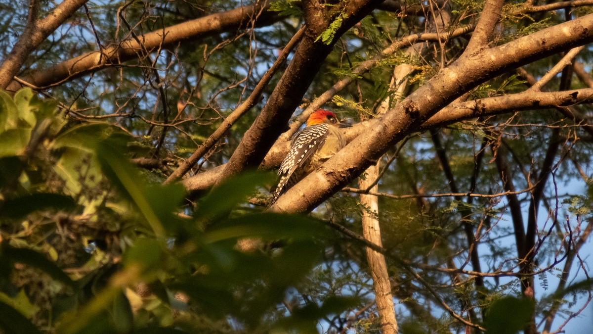 Golden-cheeked Woodpecker - Aquiles Brinco