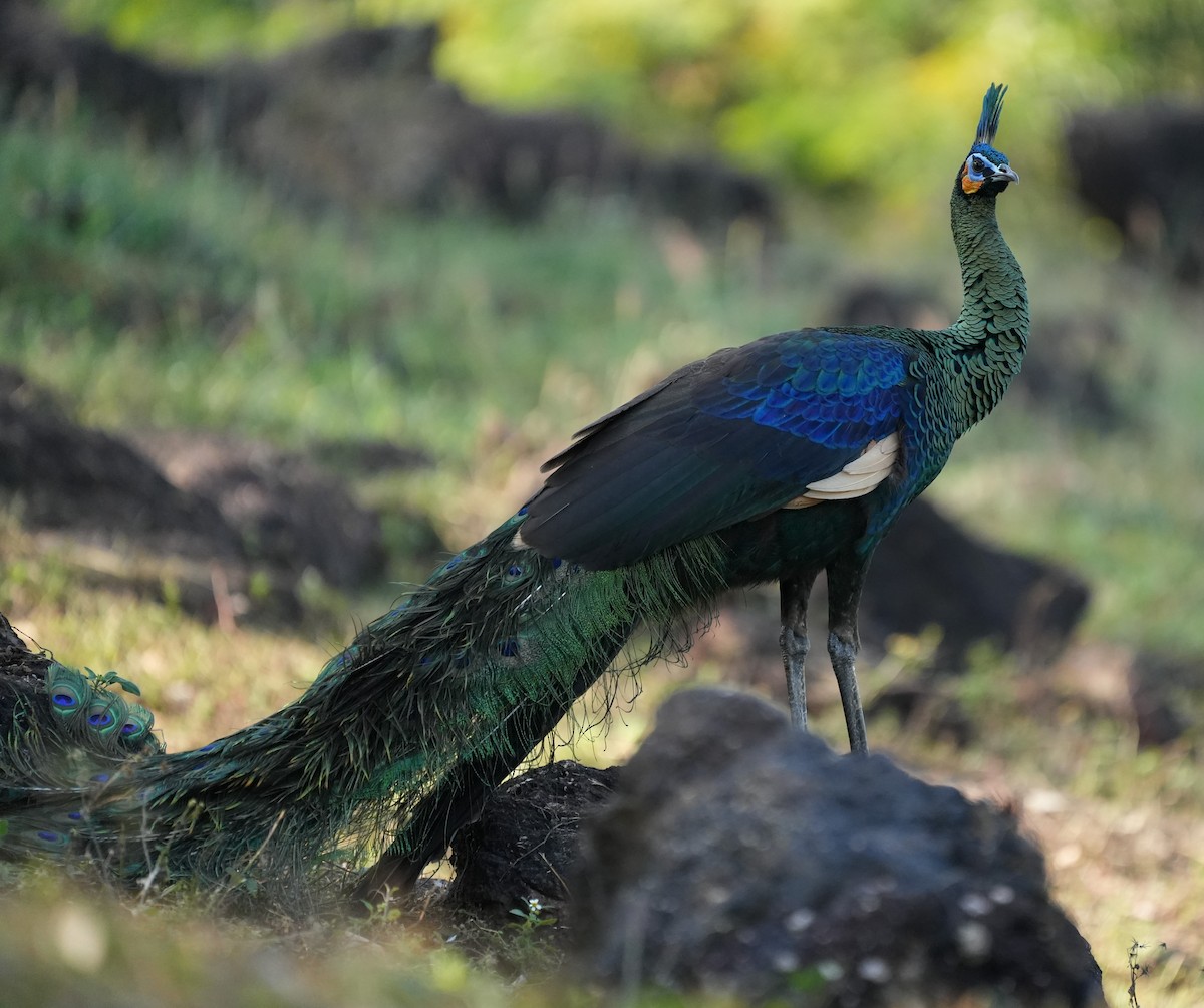 ML519809841 - Green Peafowl - Macaulay Library