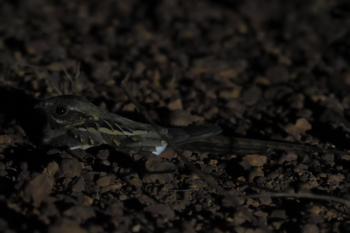 Long-tailed Nightjar - Chiusi Alessio Pietro