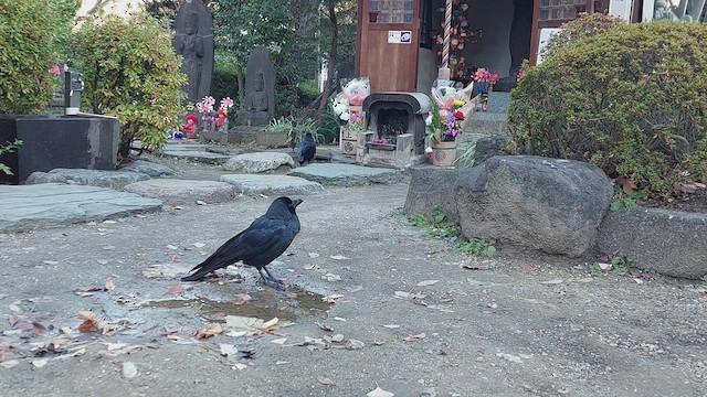 Large-billed Crow (Large-billed) - ML519812221