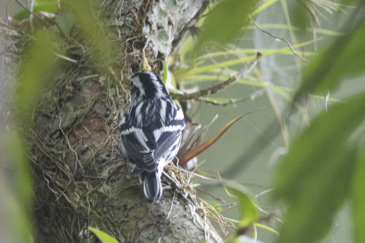 Black-and-white Warbler - ML519813751