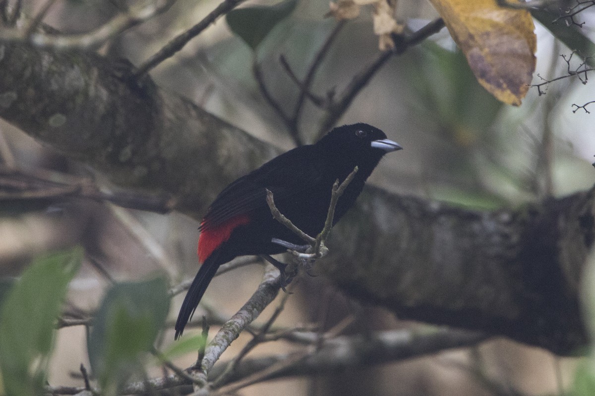 Scarlet-rumped Tanager - ML519813881