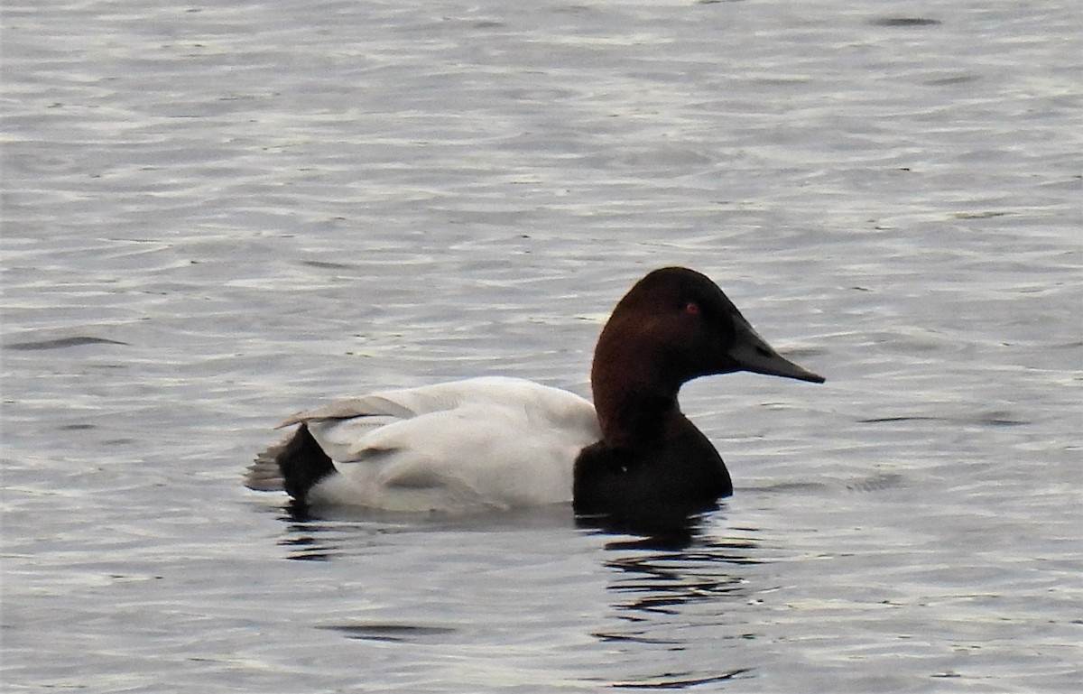 eBird Checklist 2 Jan 2023 Wenham Lake 7 species