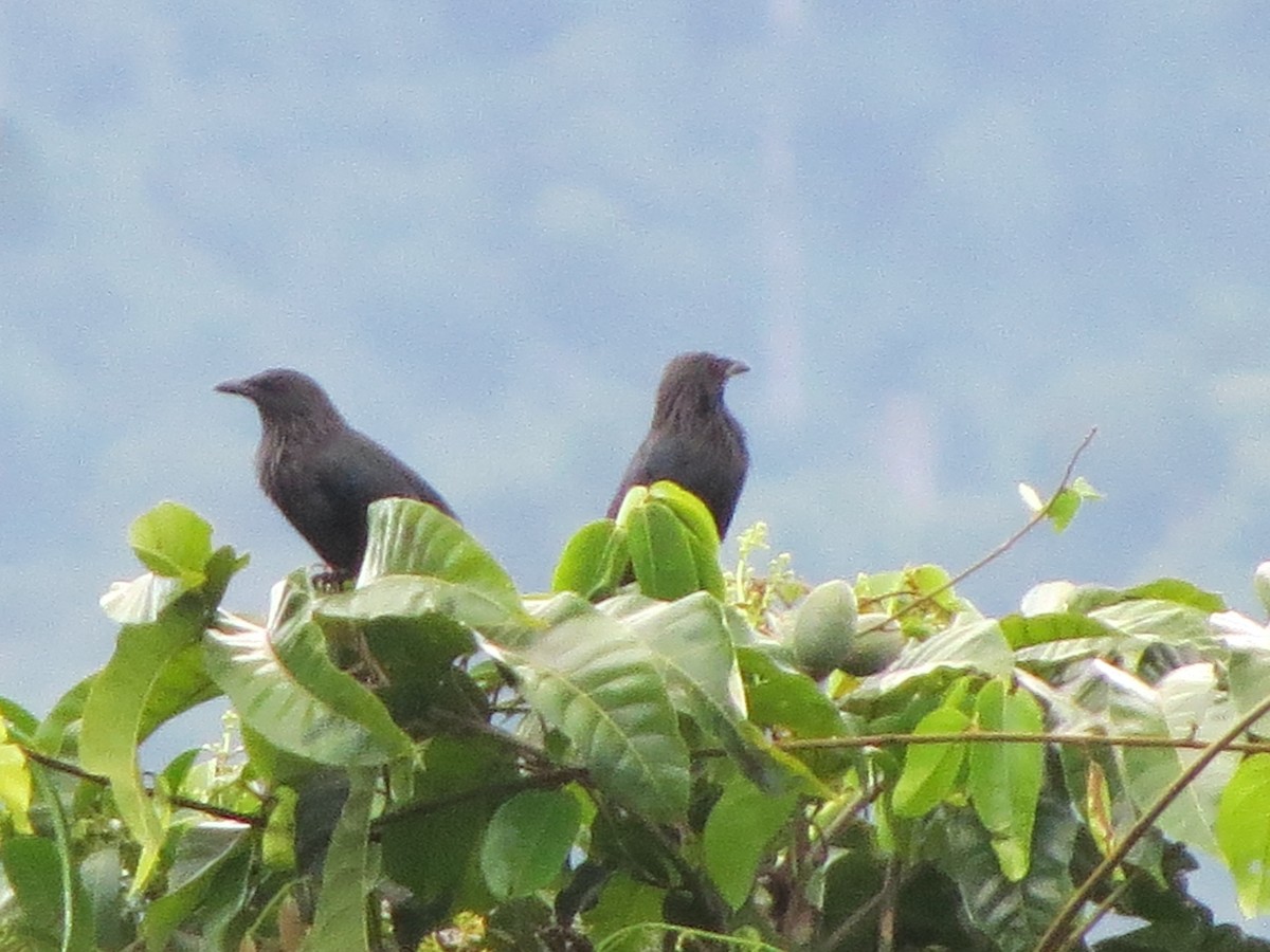 Brown-winged Starling - ML519814551