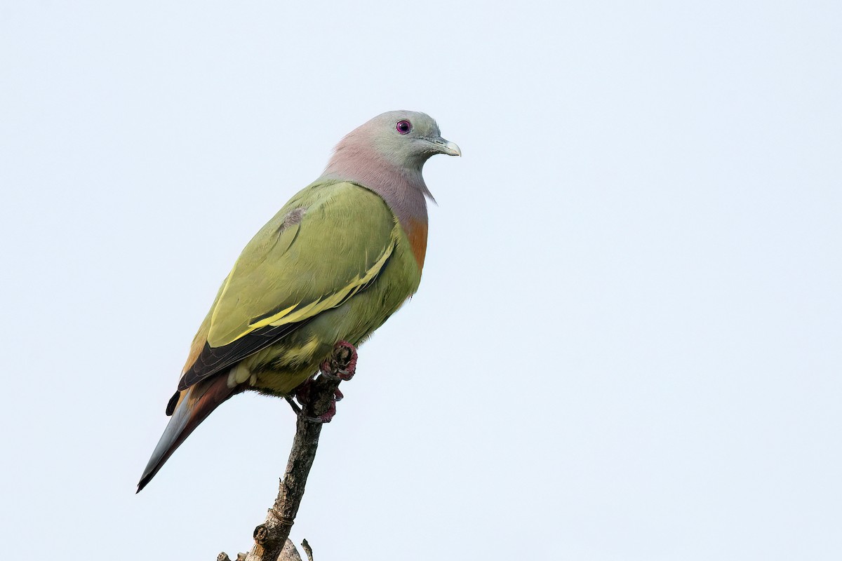 Pink-necked Green-Pigeon - ML519815681