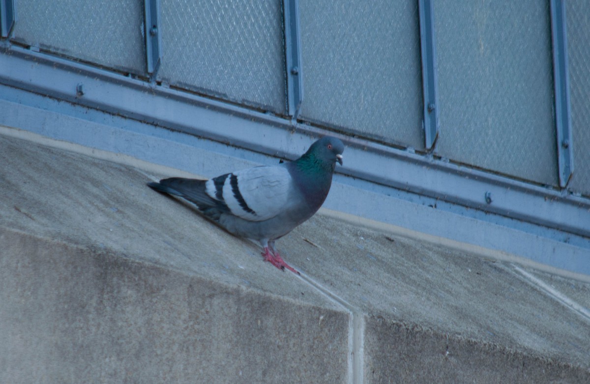 Pigeon biset (forme domestique) - ML51981751